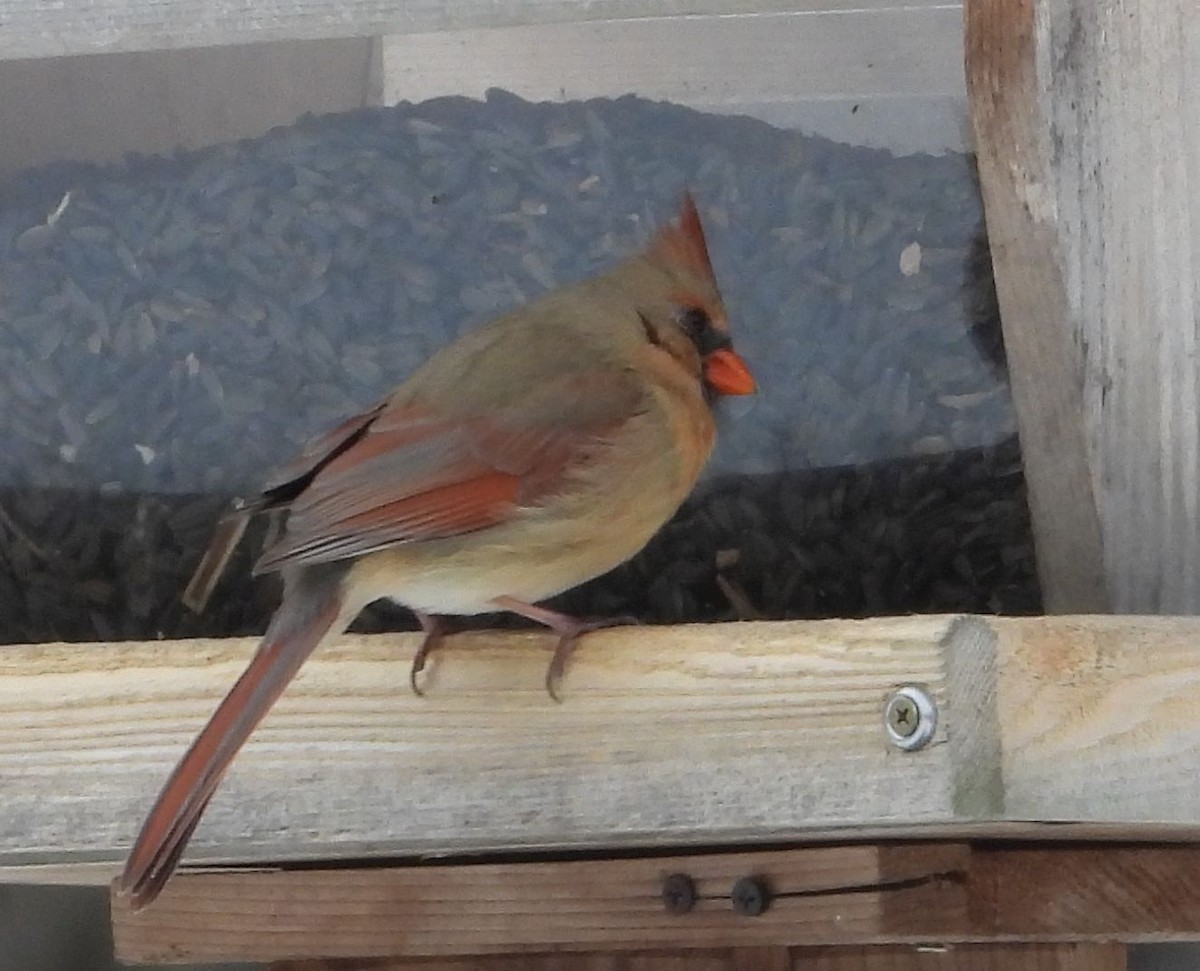 Northern Cardinal - ML631183843