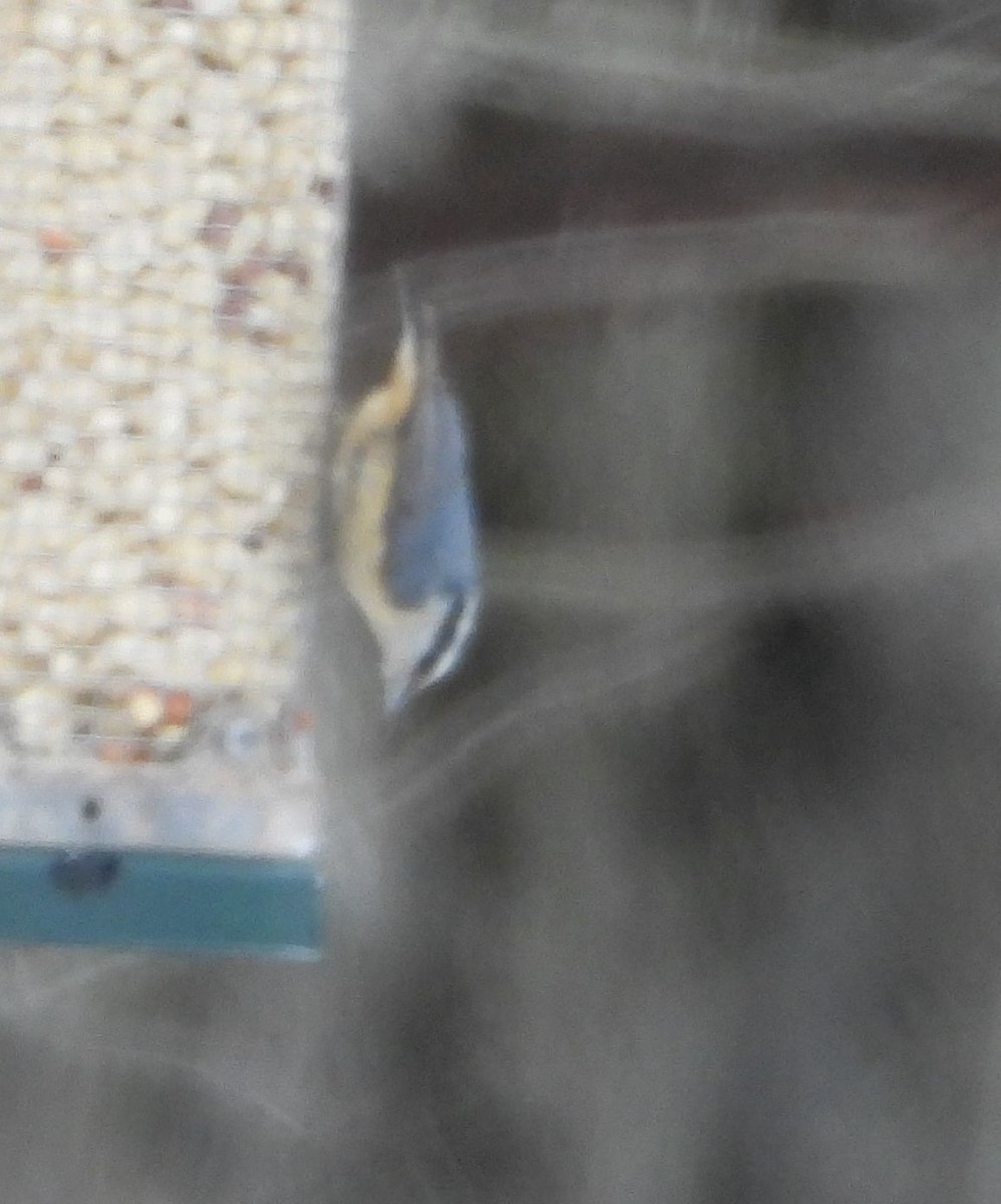 Red-breasted Nuthatch - ML631183868