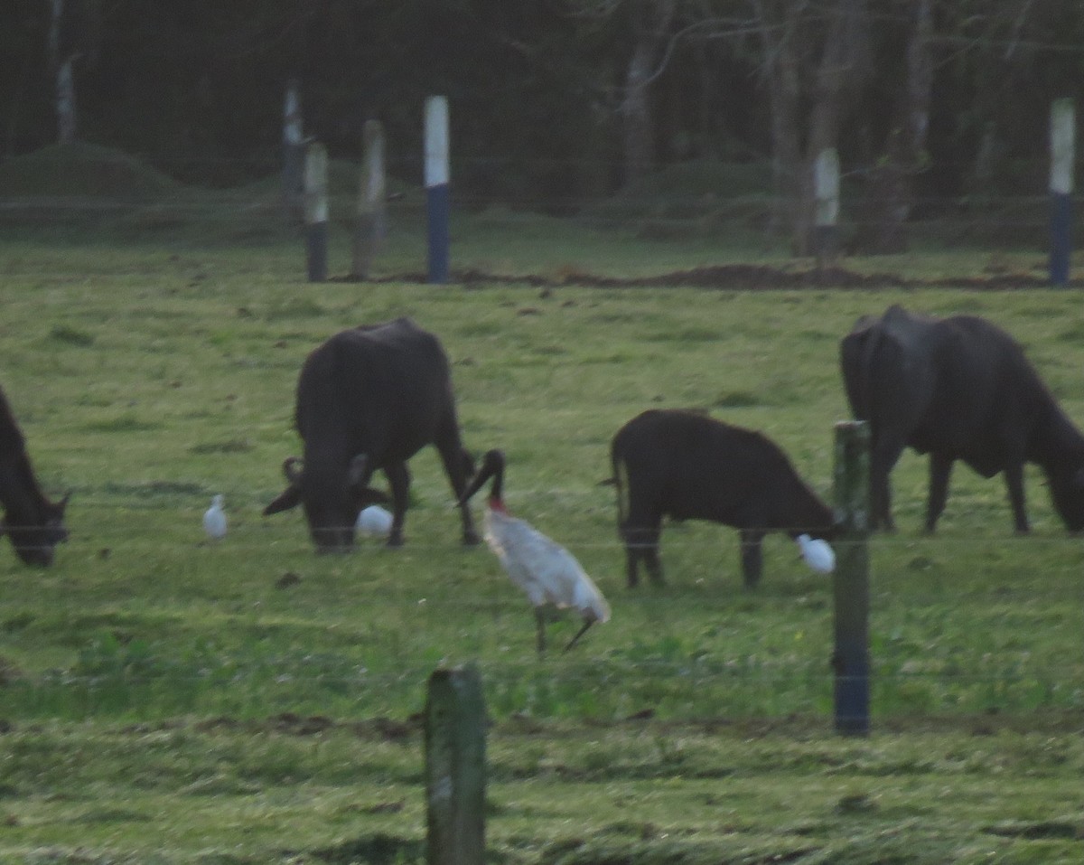 jabirustork - ML631183897
