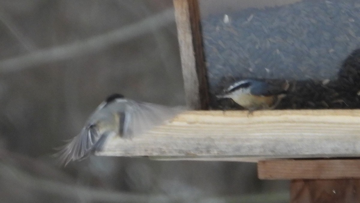 Red-breasted Nuthatch - ML631183899