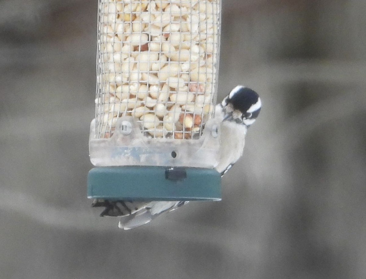 Downy Woodpecker - ML631183962