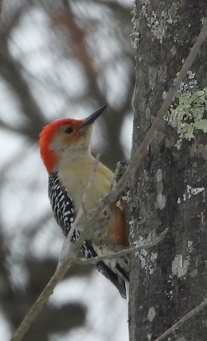Red-bellied Woodpecker - ML631184001