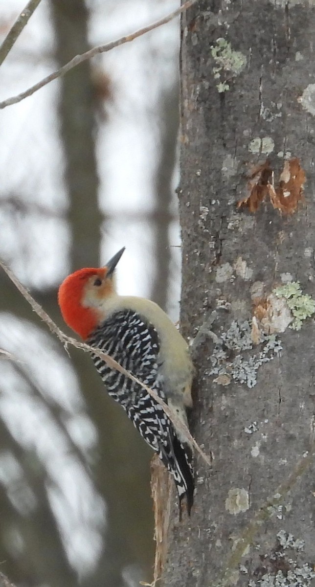 Red-bellied Woodpecker - ML631184002
