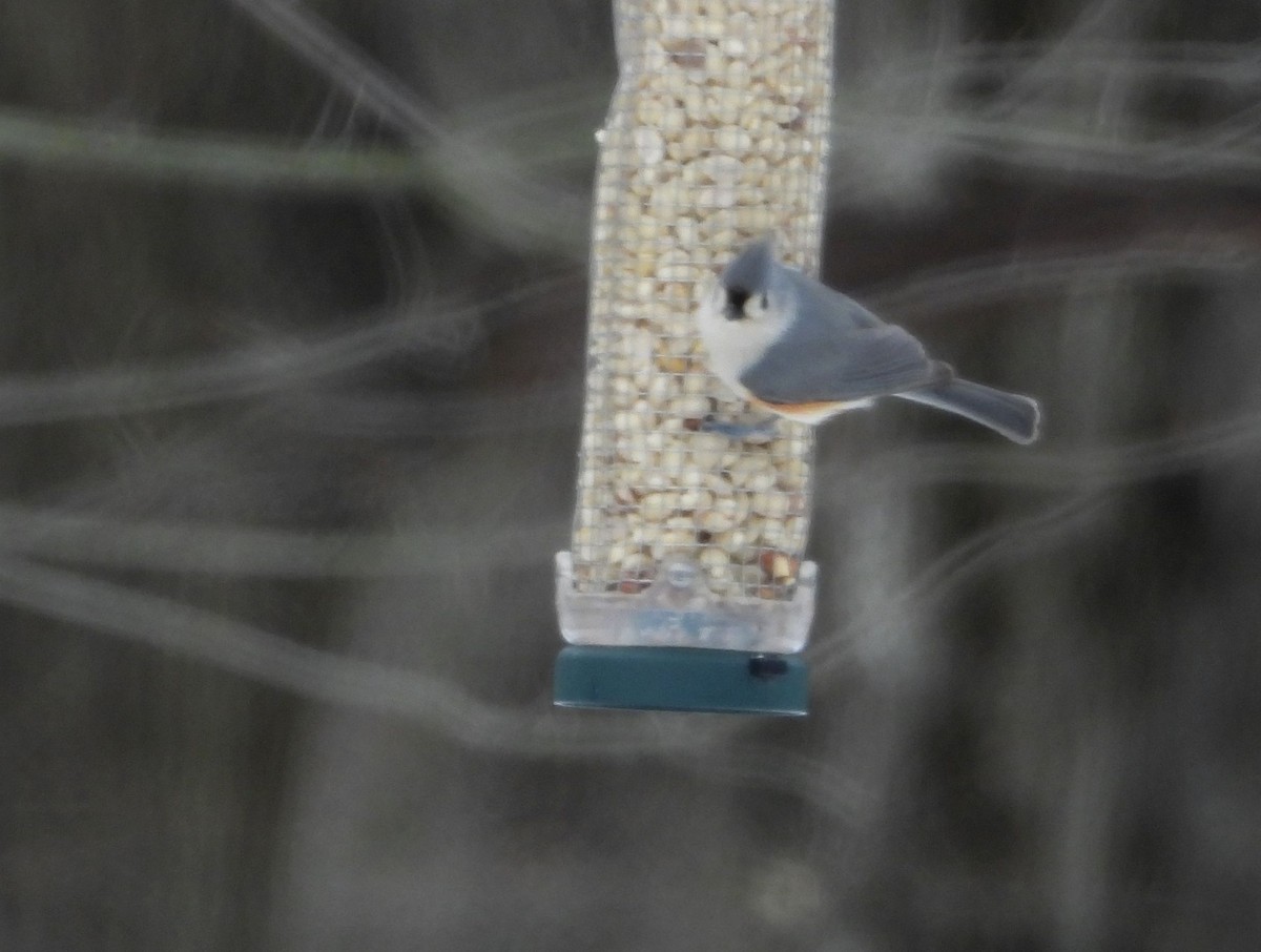 Tufted Titmouse - ML631184121