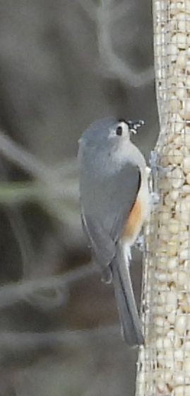 Tufted Titmouse - ML631184132