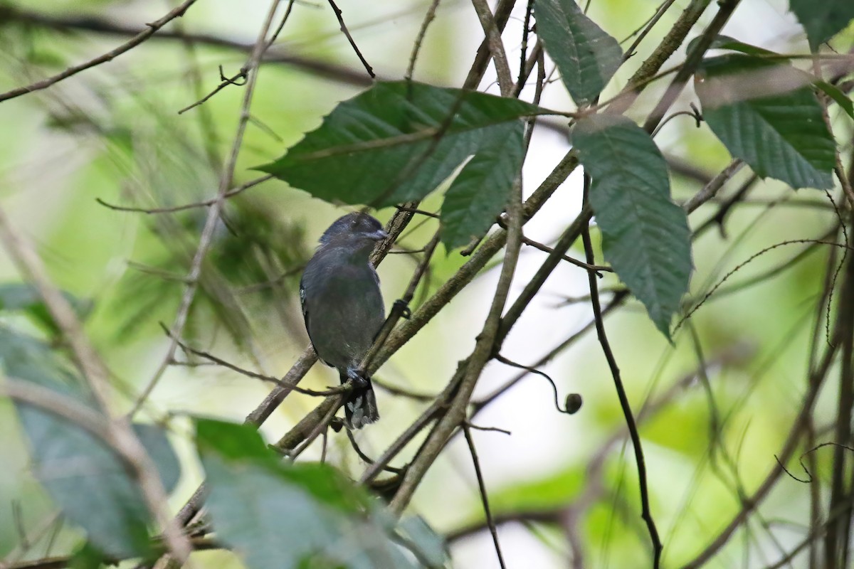 Rio de Janeiro Antbird - ML631184242