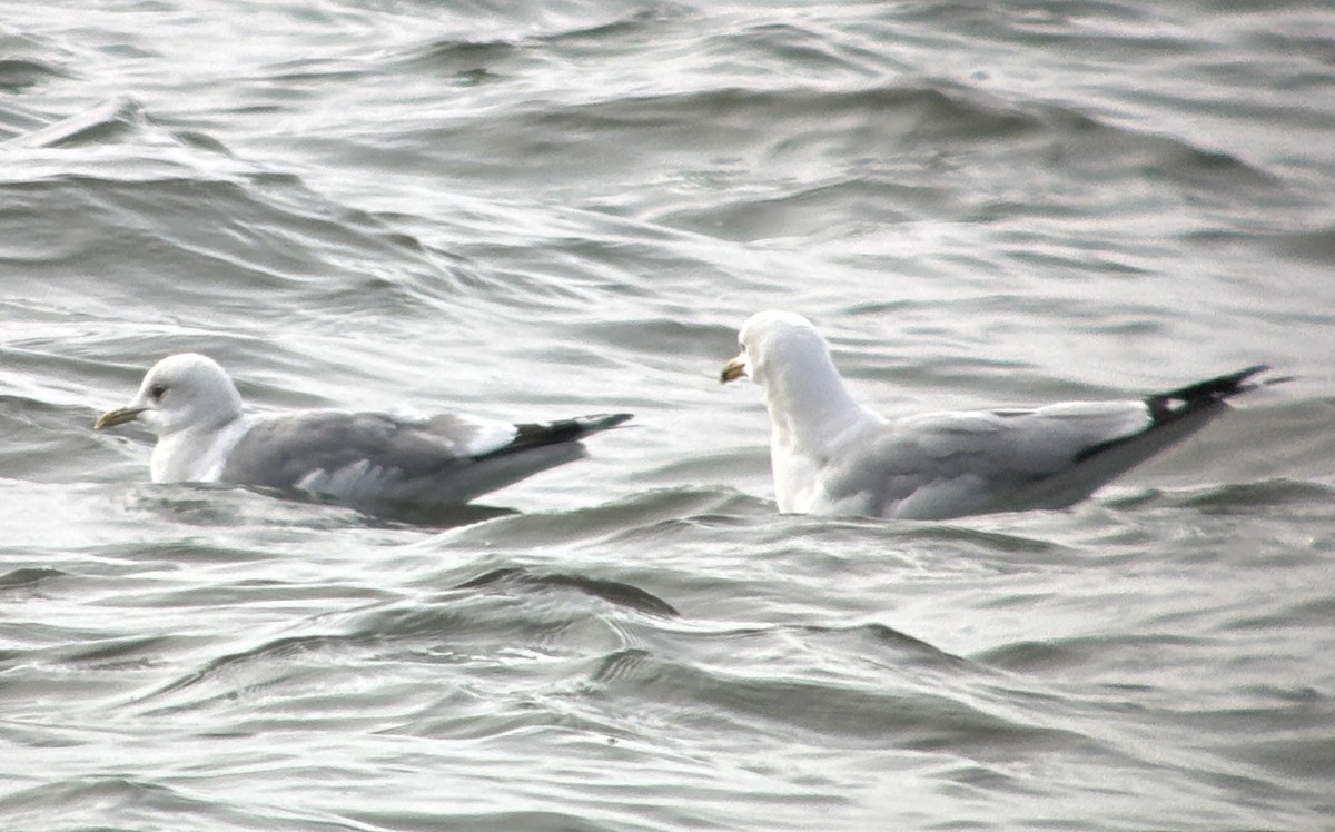 Short-billed Gull - ML631184493