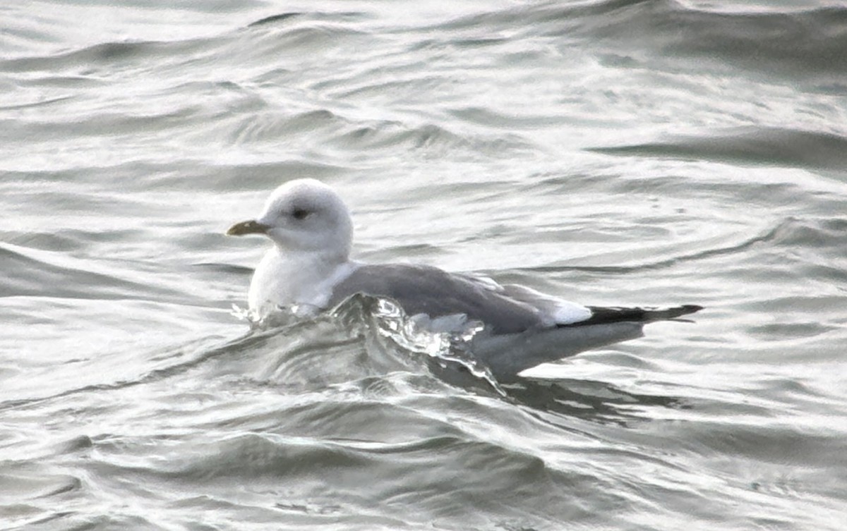 Short-billed Gull - ML631184494