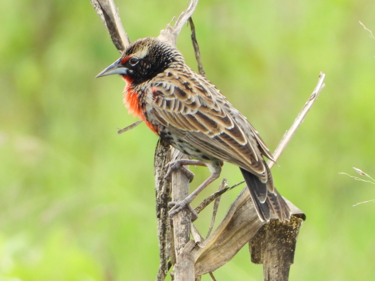 Peruvian Meadowlark - ML631184761