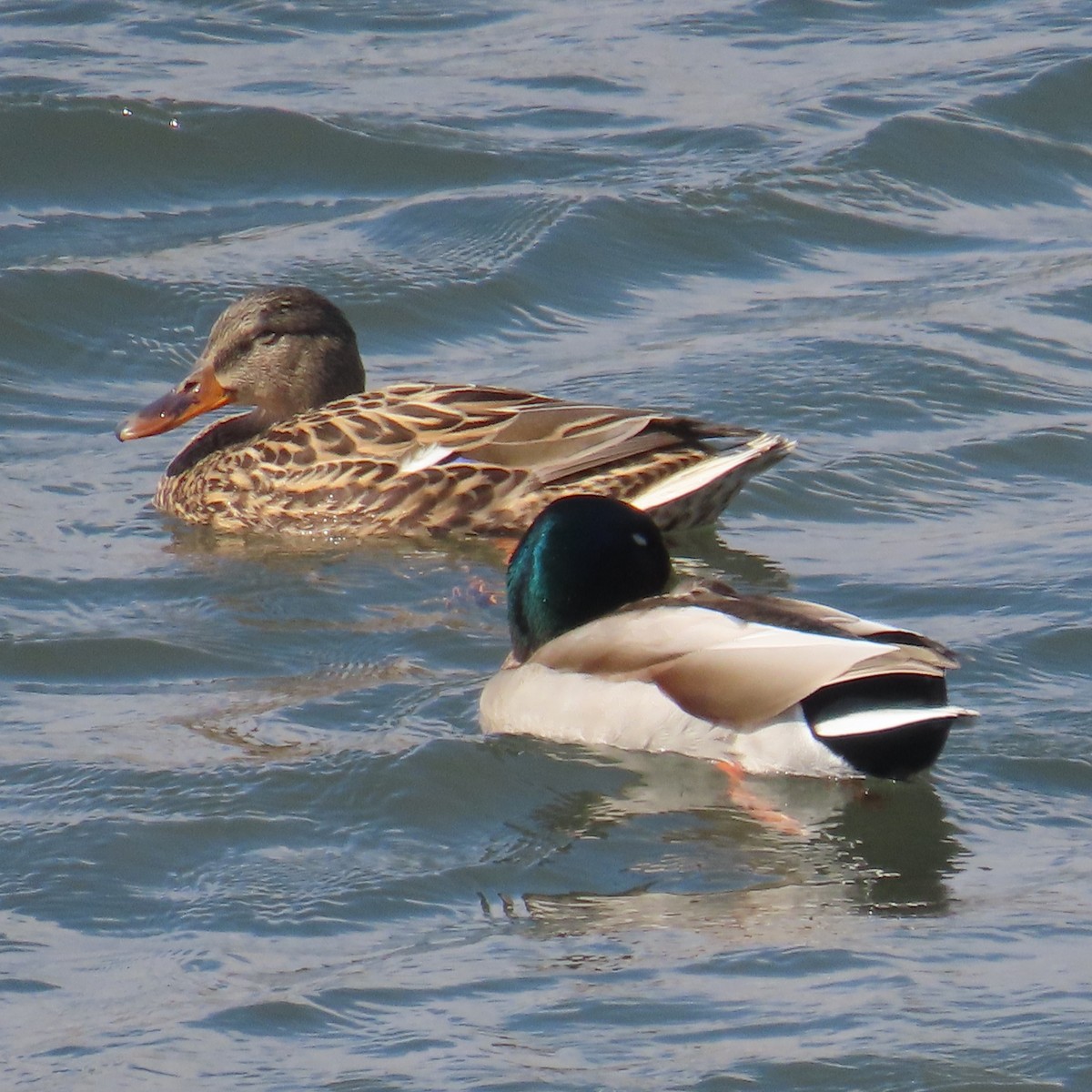 Mallard - ML631184941