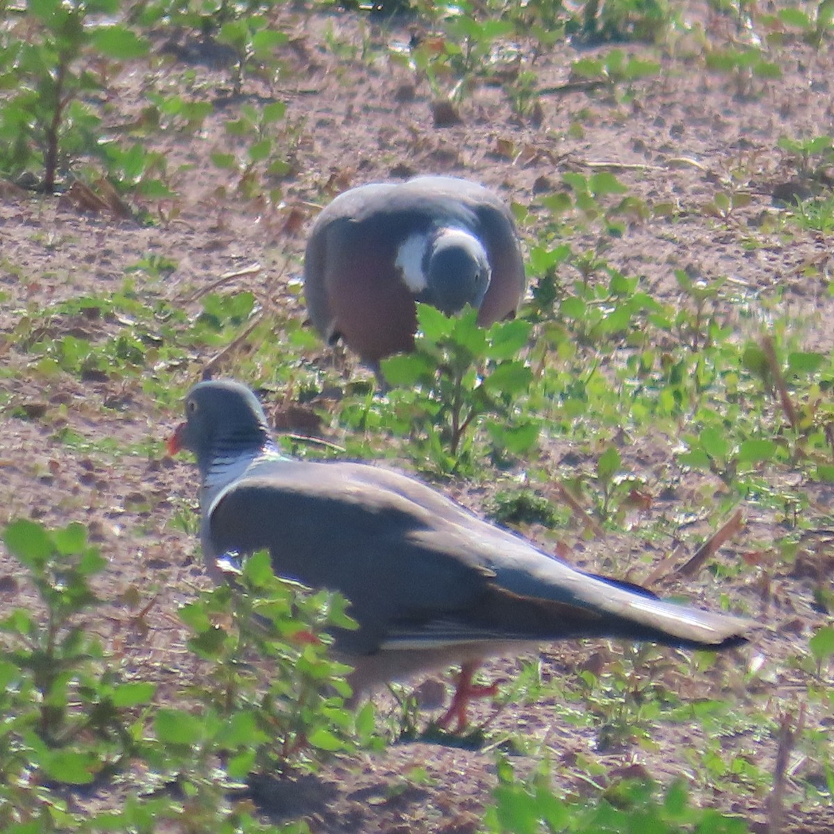 Common Wood-Pigeon - ML631184955