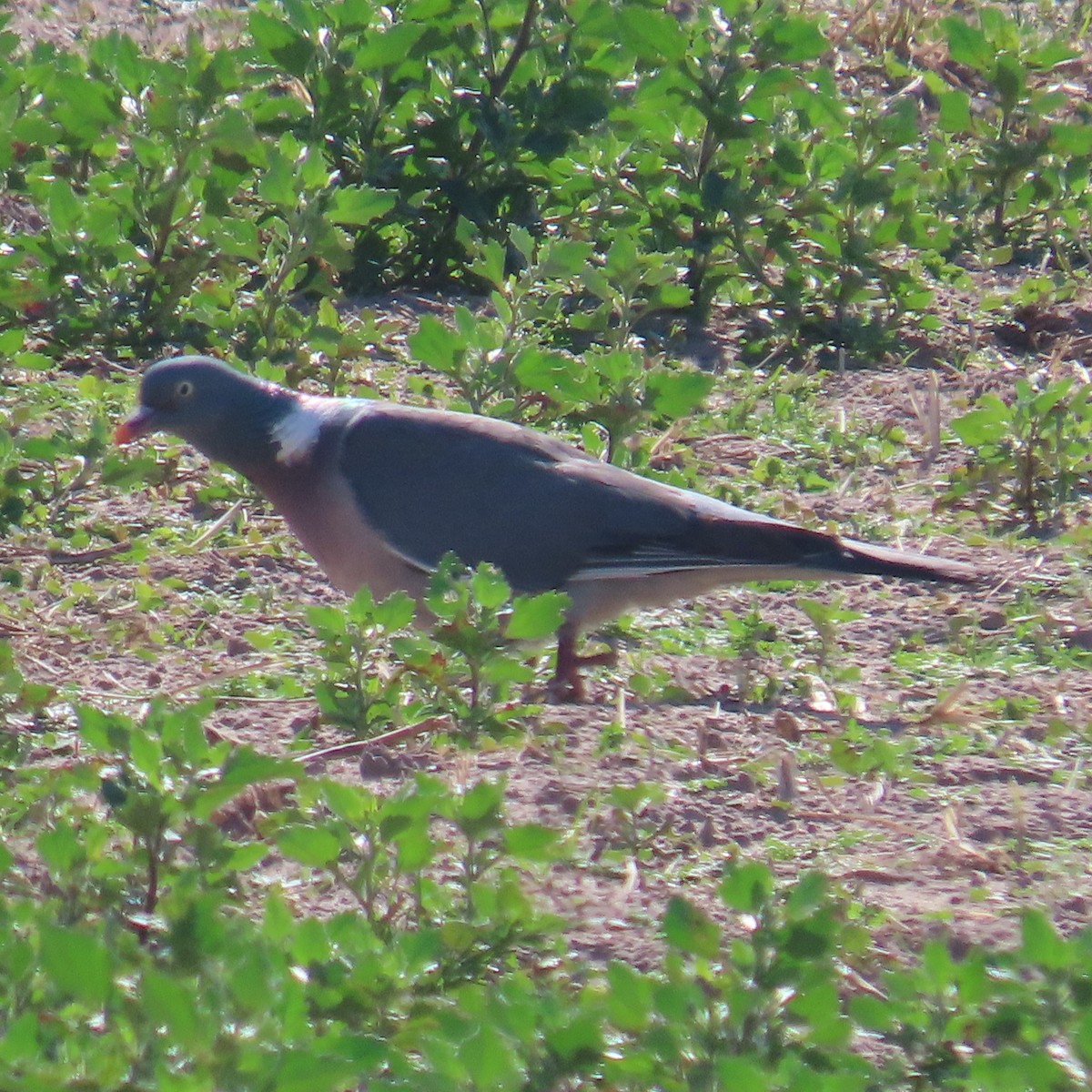 Common Wood-Pigeon - ML631184956