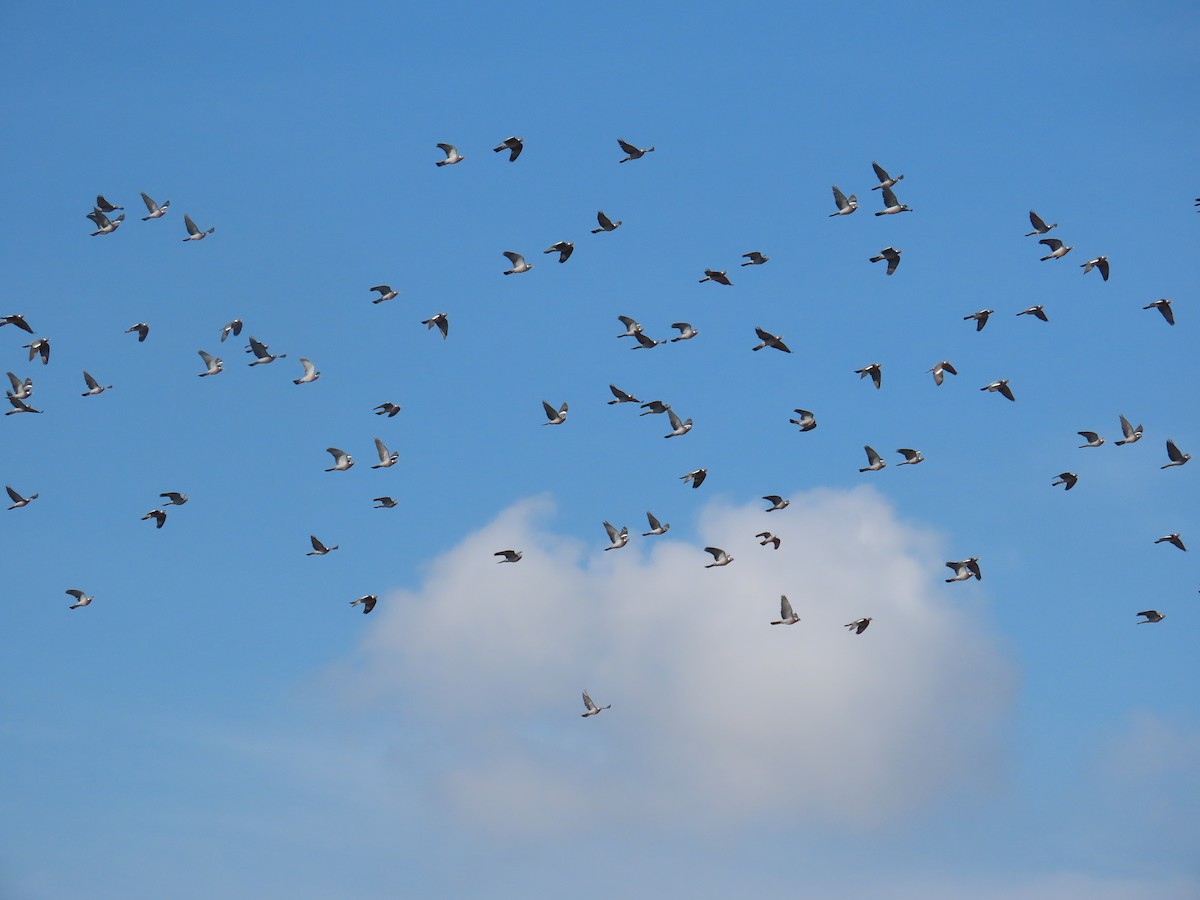 Common Wood-Pigeon - ML631184972
