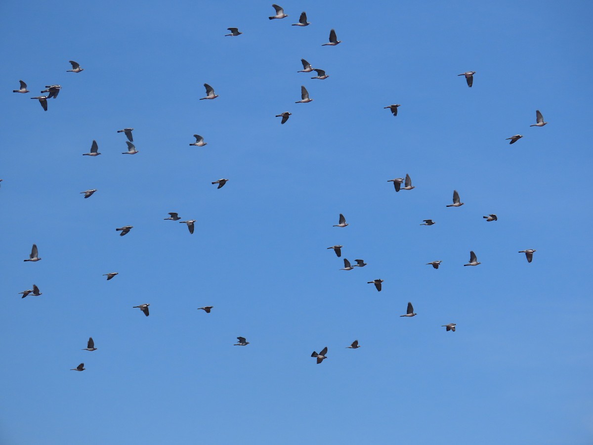 Common Wood-Pigeon - ML631184973