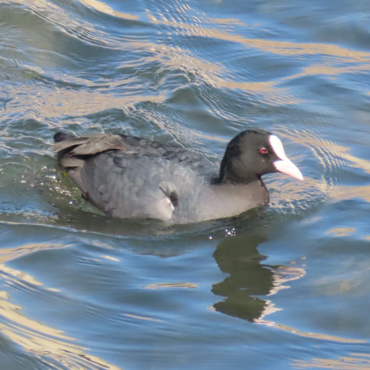 Eurasian Coot - ML631184987