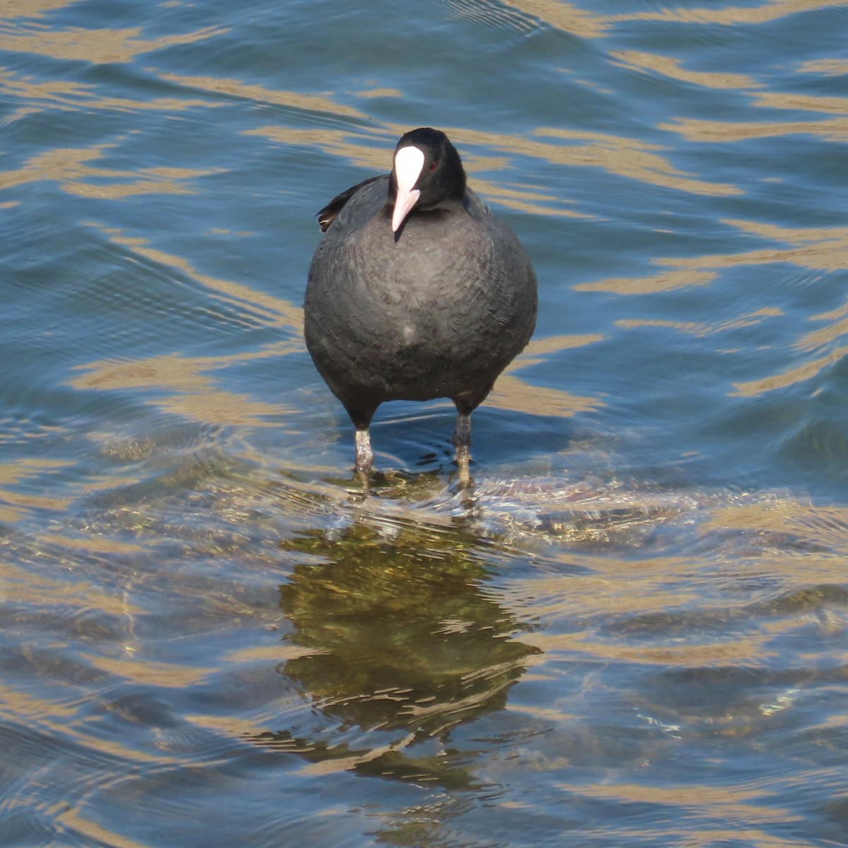 Eurasian Coot - ML631184988