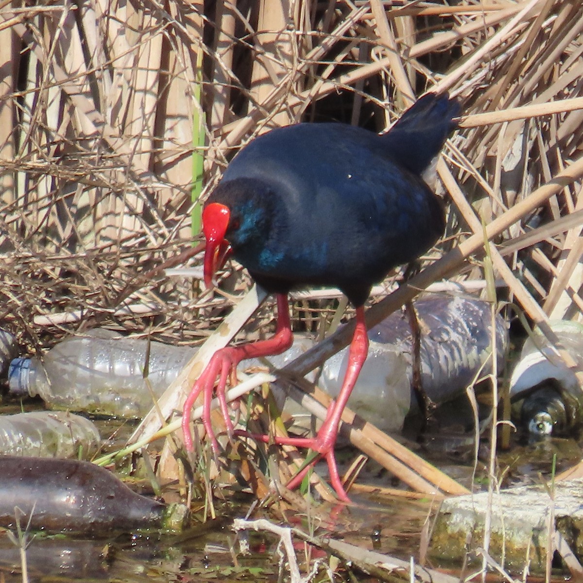 Western Swamphen - ML631184997