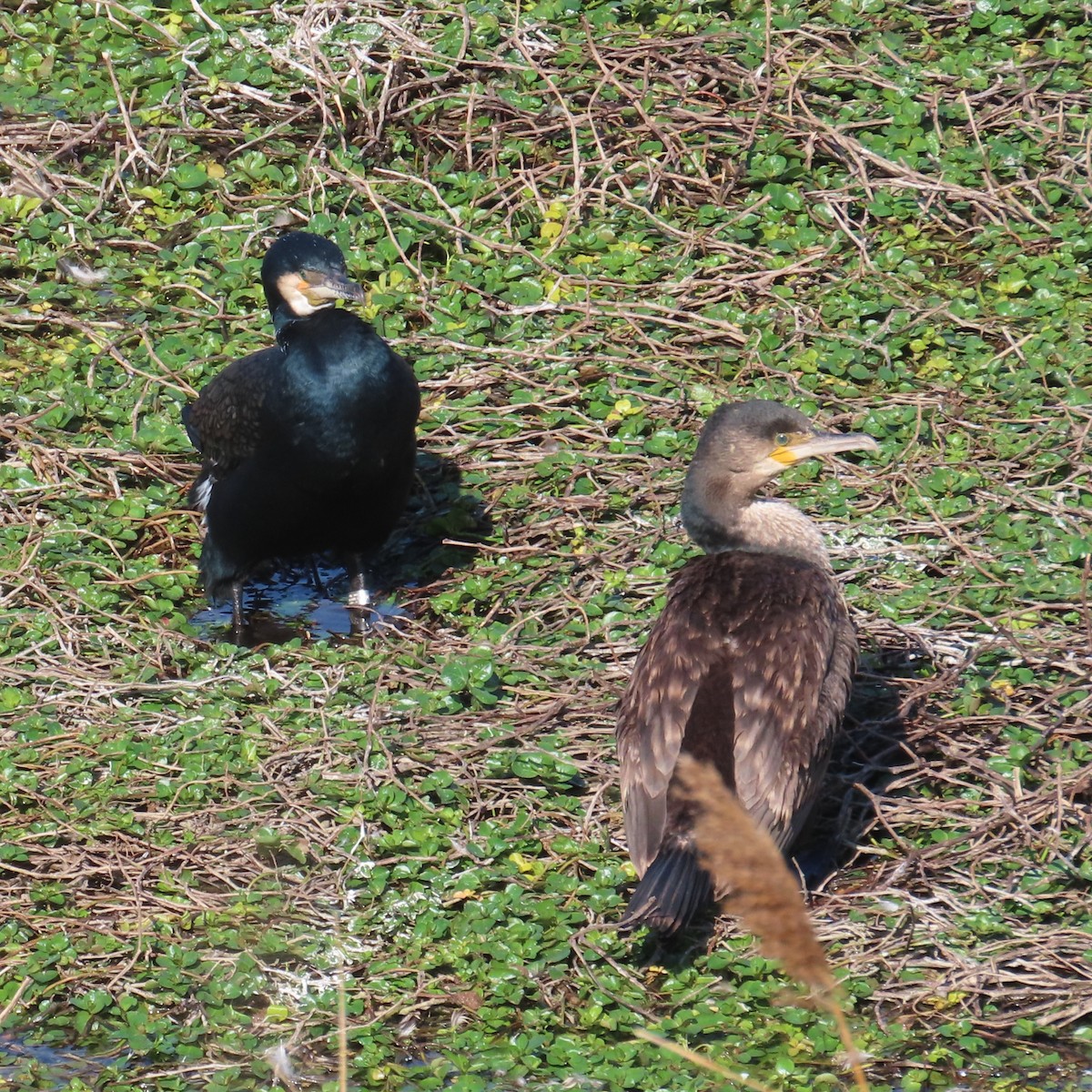 Great Cormorant - ML631185012