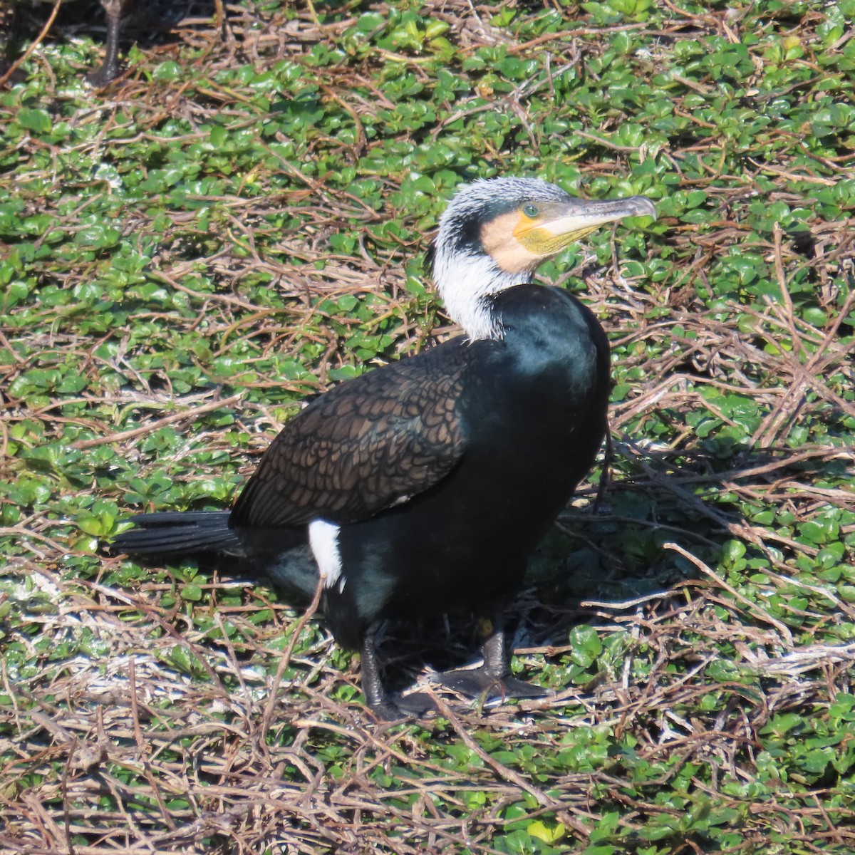 Great Cormorant - ML631185013