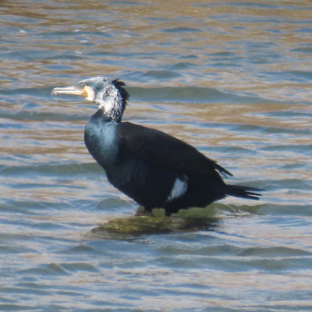 Great Cormorant - ML631185014
