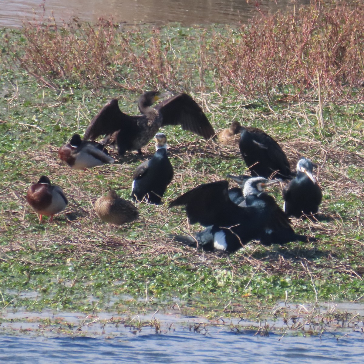 Great Cormorant - ML631185015