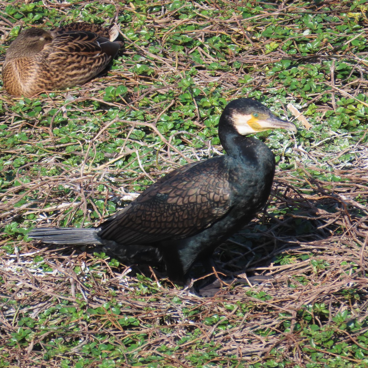 Great Cormorant - ML631185016