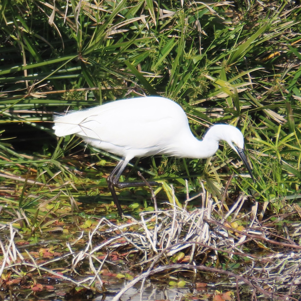Little Egret - ML631185026