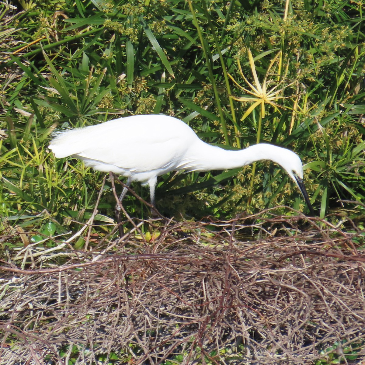 Little Egret - ML631185028