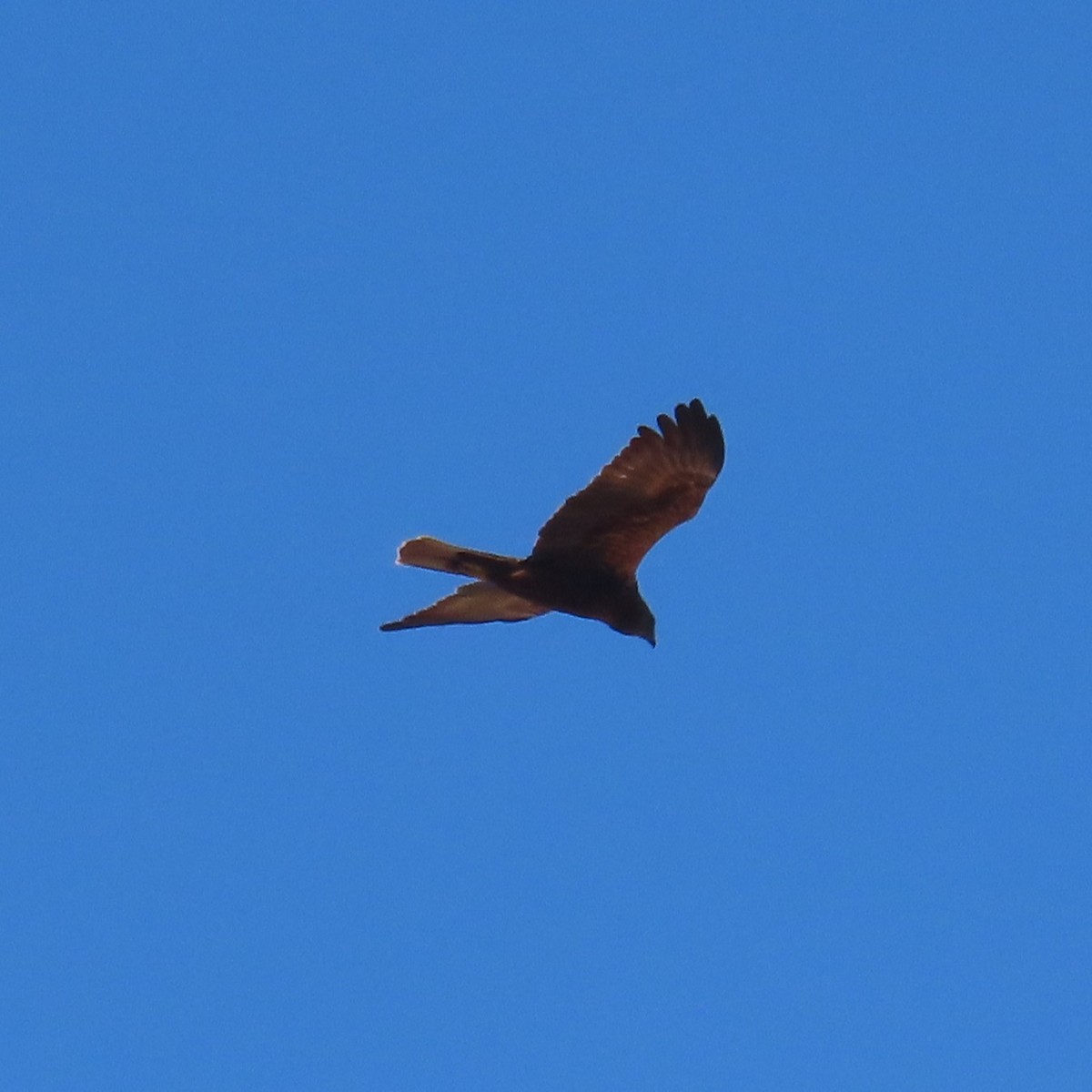 Western Marsh Harrier - ML631185034