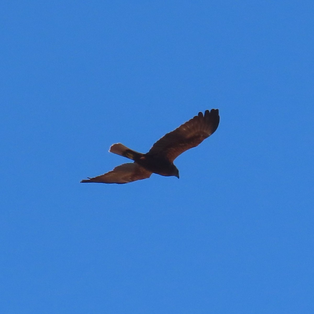 Western Marsh Harrier - ML631185035