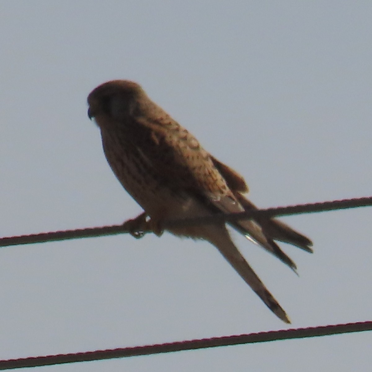 Eurasian Kestrel - ML631185112
