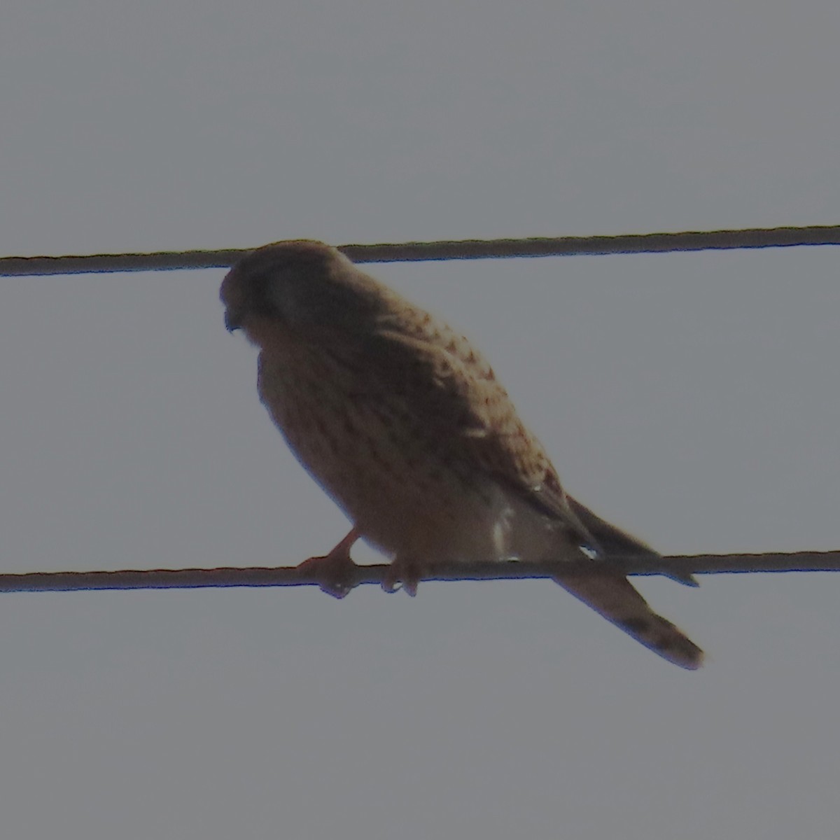 Eurasian Kestrel - ML631185113
