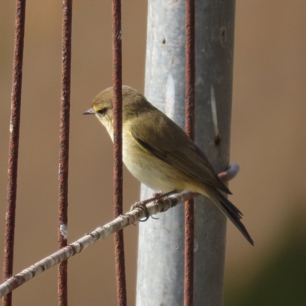 Common Chiffchaff - ML631185136