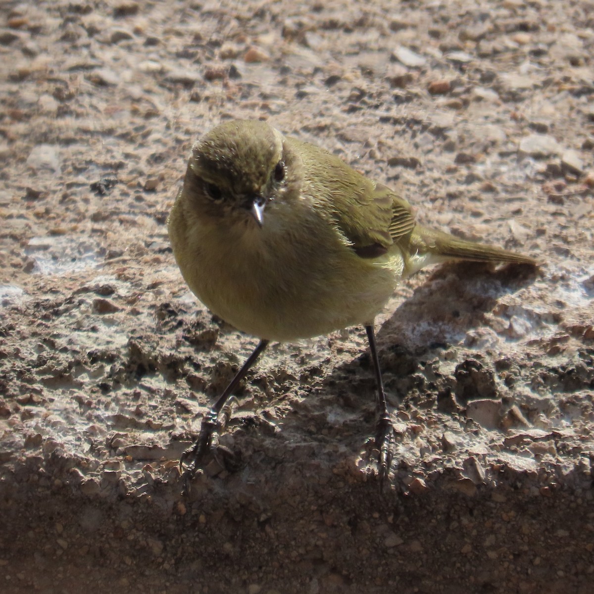 Common Chiffchaff - ML631185137
