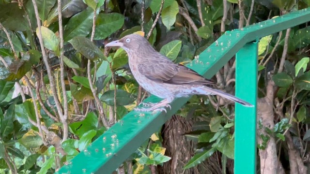 Pearly-eyed Thrasher - ML631185166