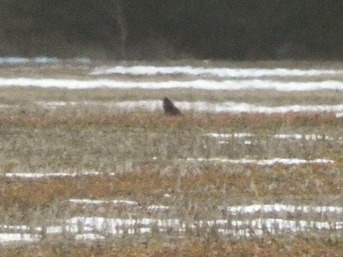 Short-eared Owl - ML631185259