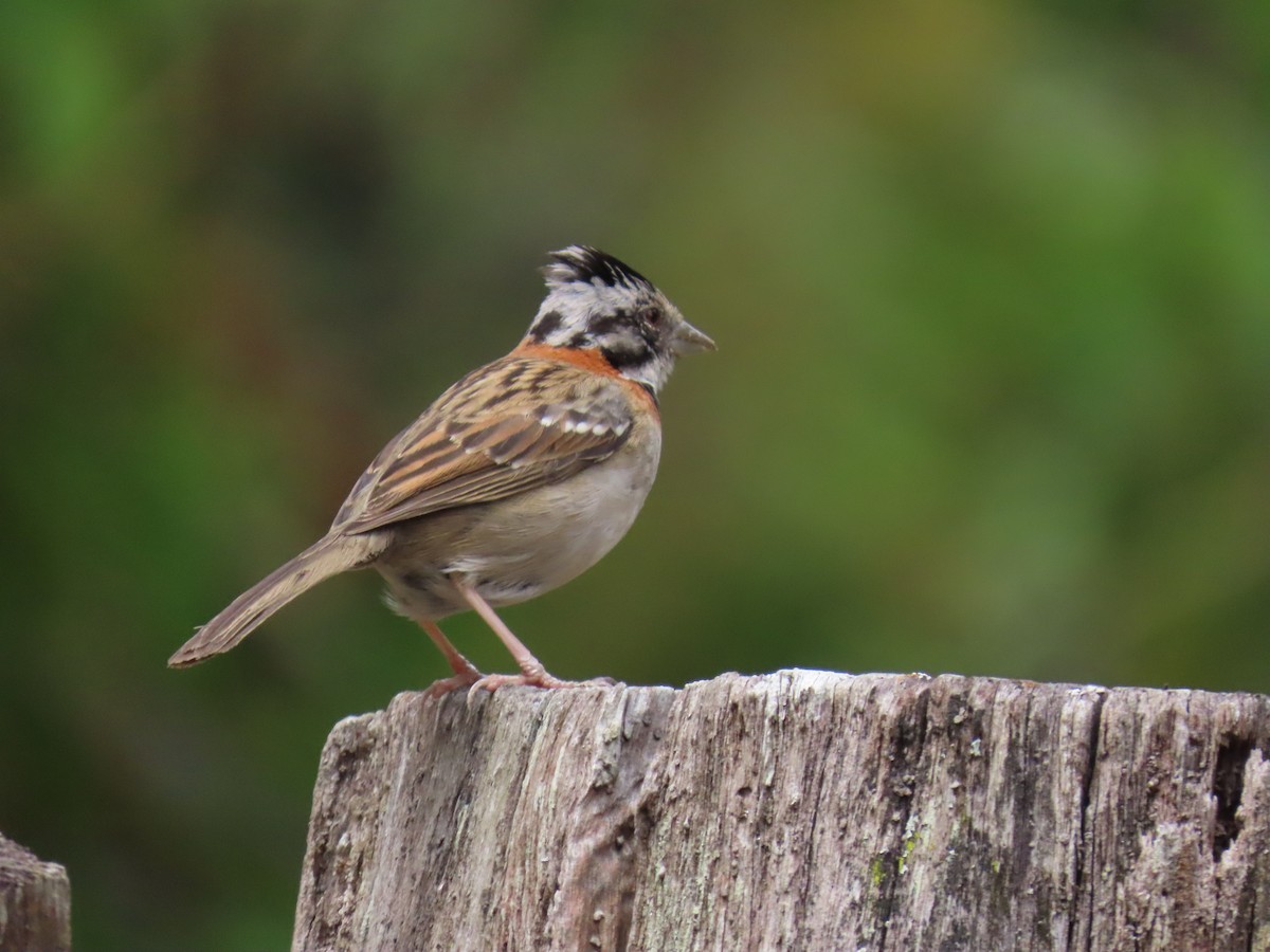 Rufous-collared Sparrow - ML631185321