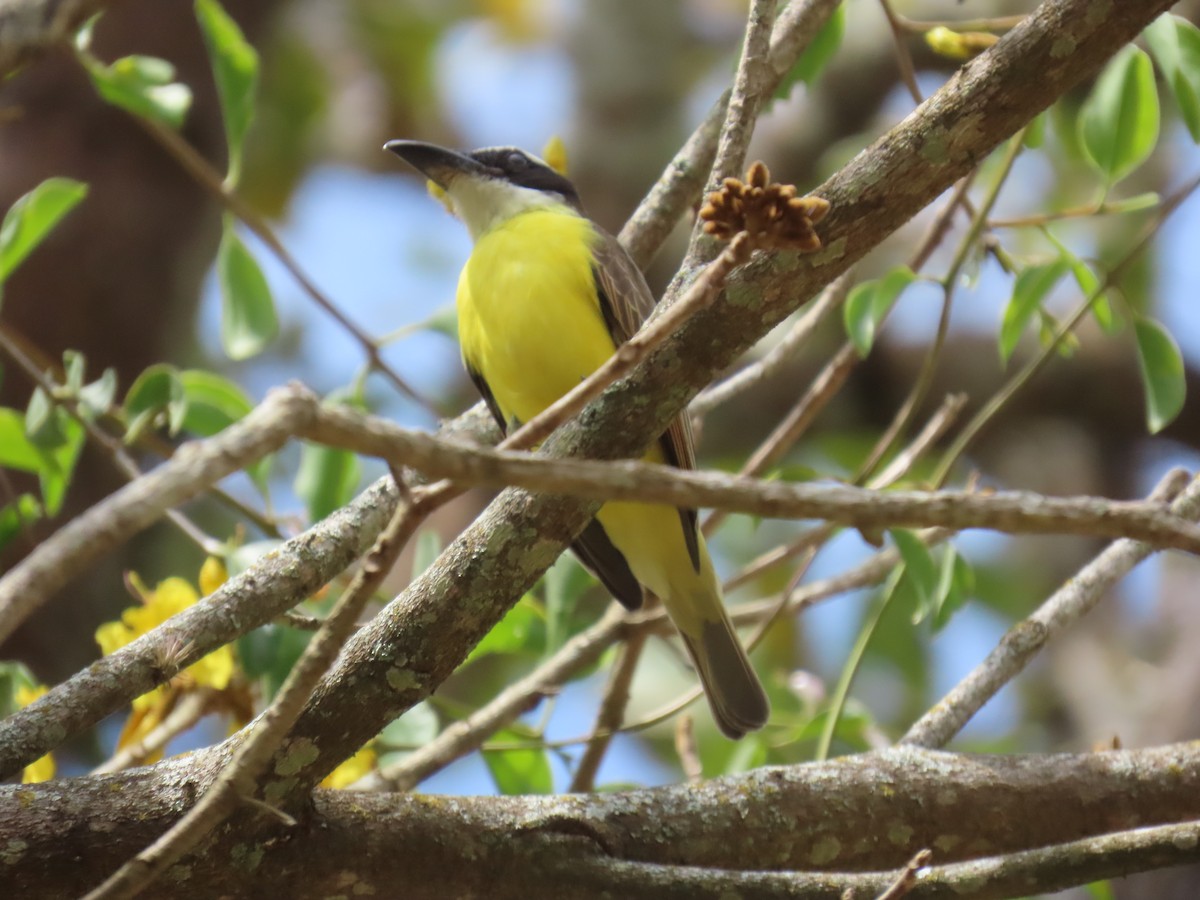 Boat-billed Flycatcher - ML631185342