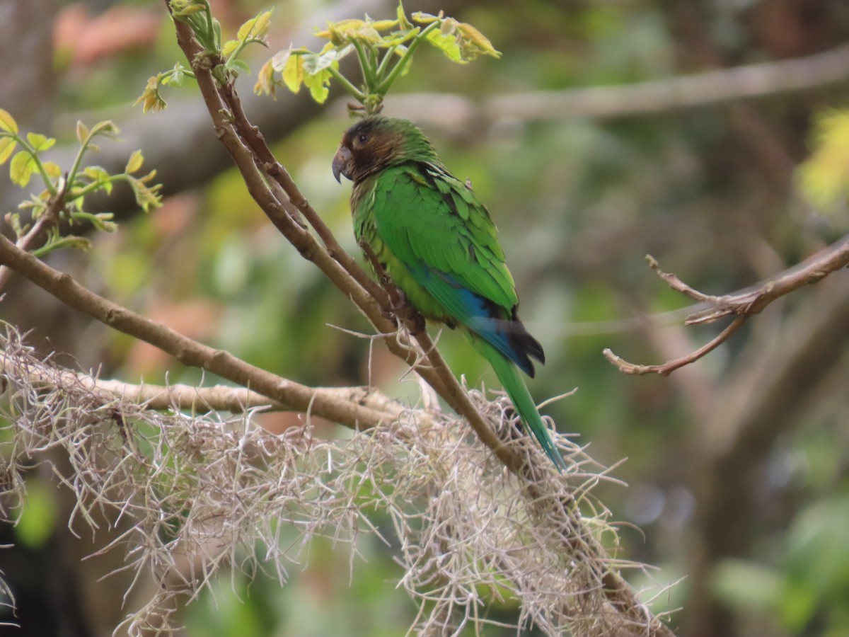 Brown-throated Parakeet - ML631185391