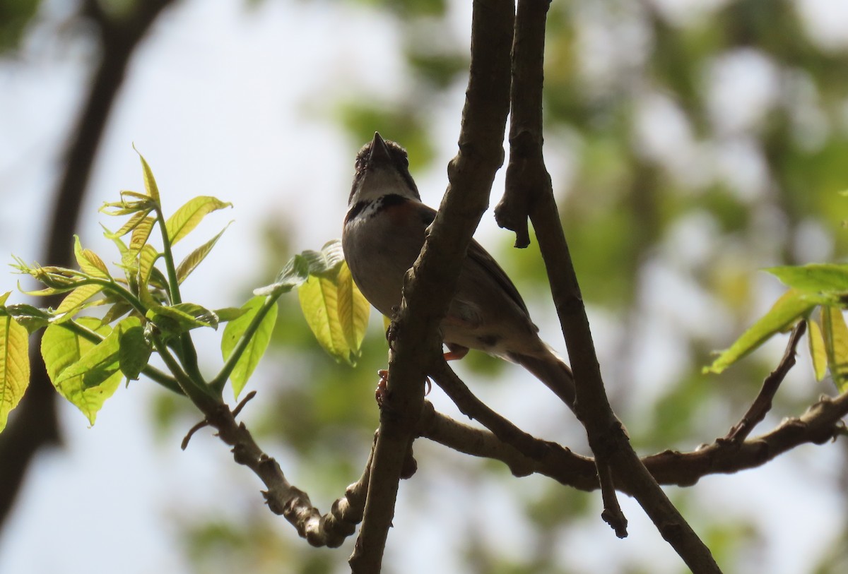 Rufous-collared Sparrow - ML631185450