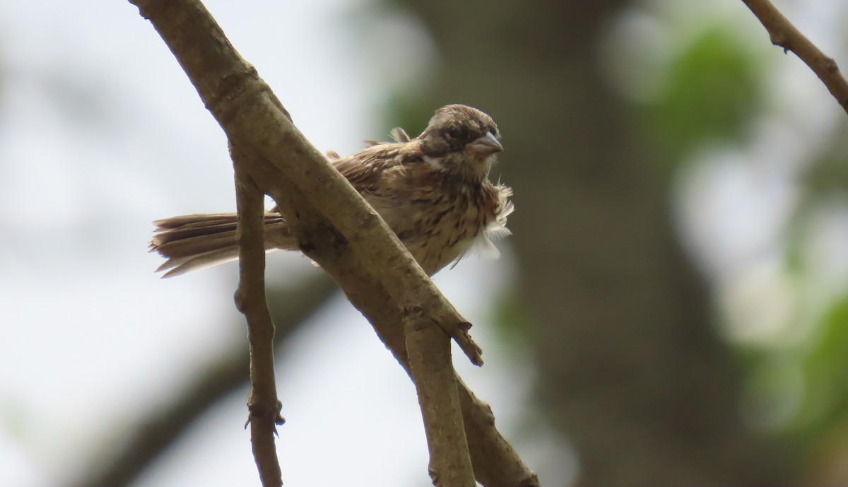 Rufous-collared Sparrow - ML631185452