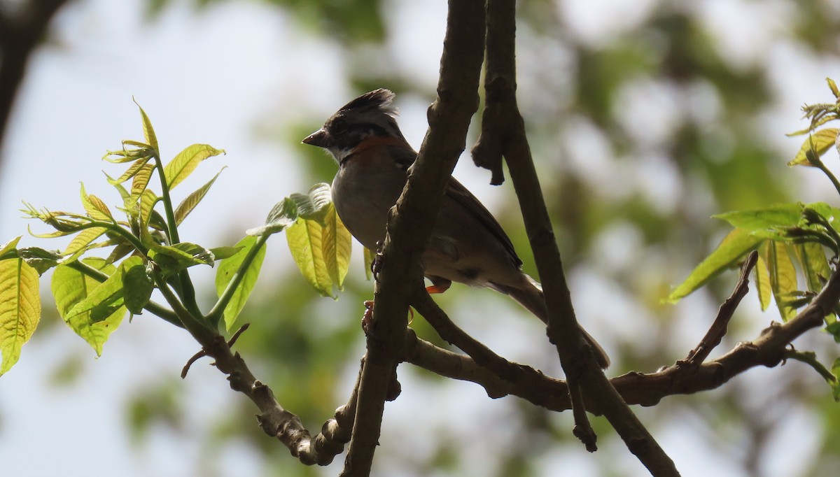 Rufous-collared Sparrow - ML631185453