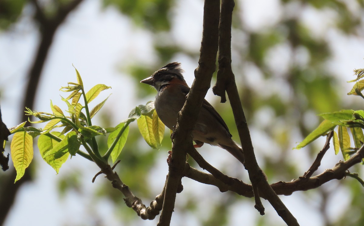 Rufous-collared Sparrow - ML631185454