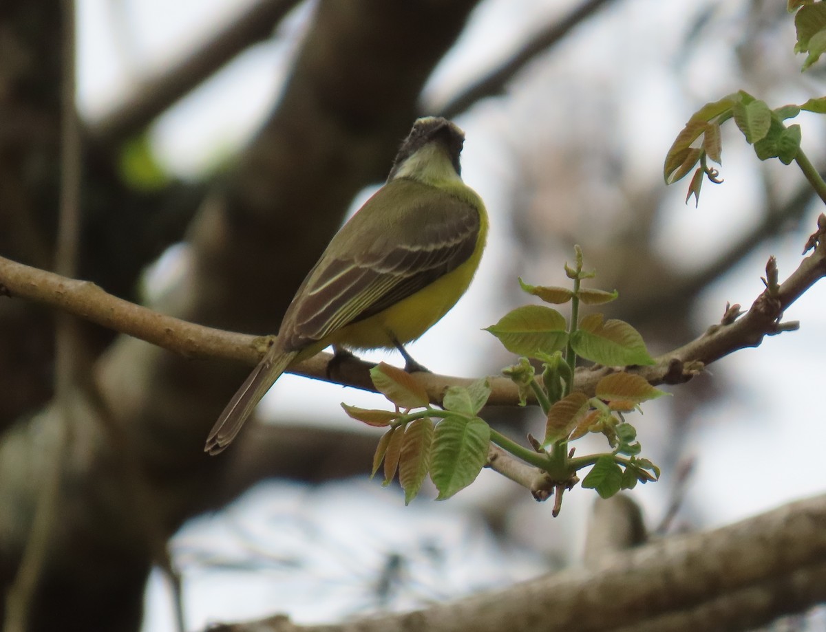 Social Flycatcher - ML631185481