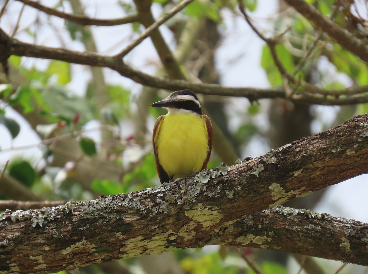 Great Kiskadee - ML631185548