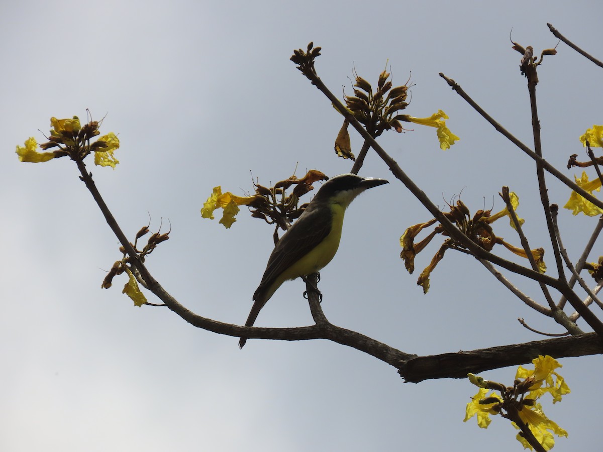 Boat-billed Flycatcher - ML631185664