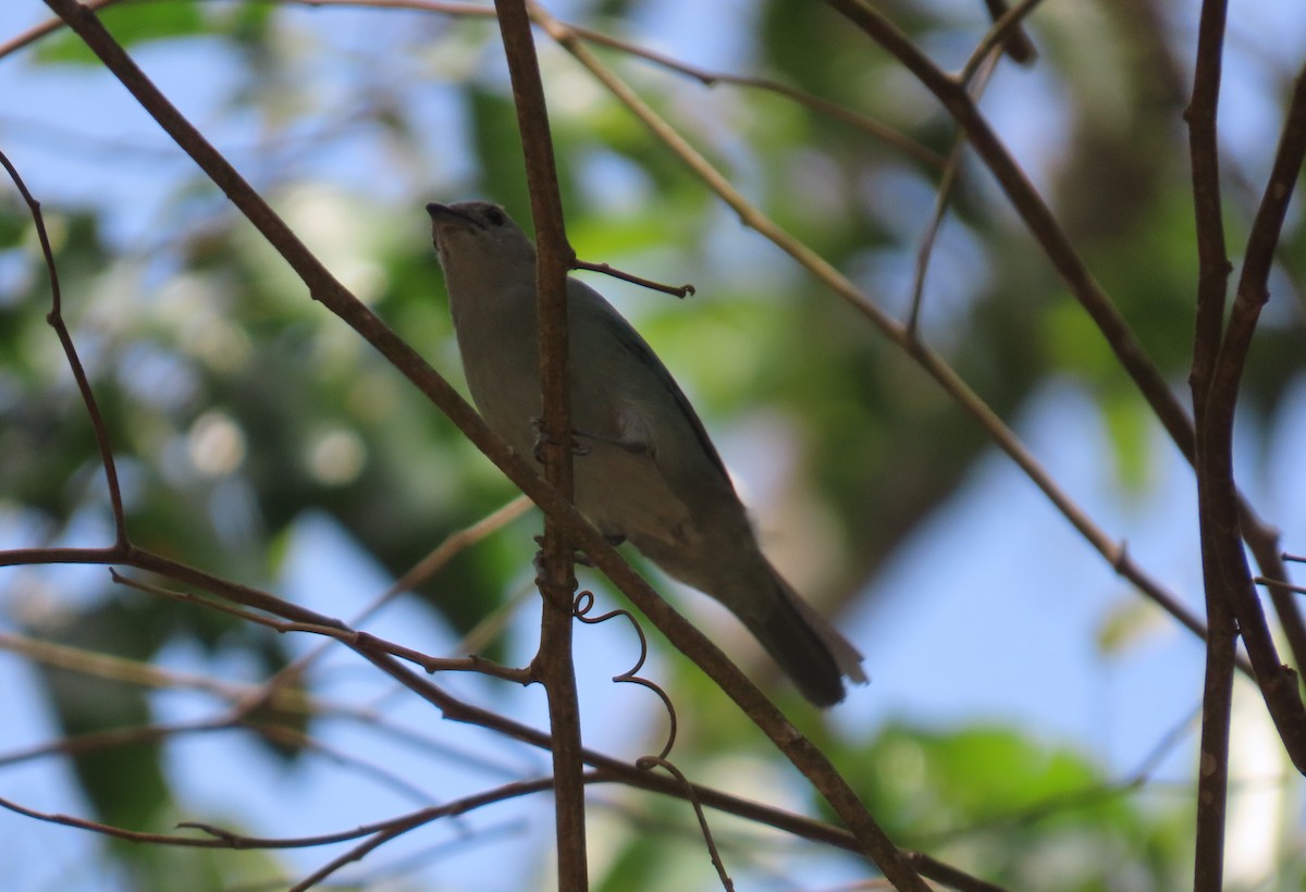 Blue-gray Tanager - ML631185667