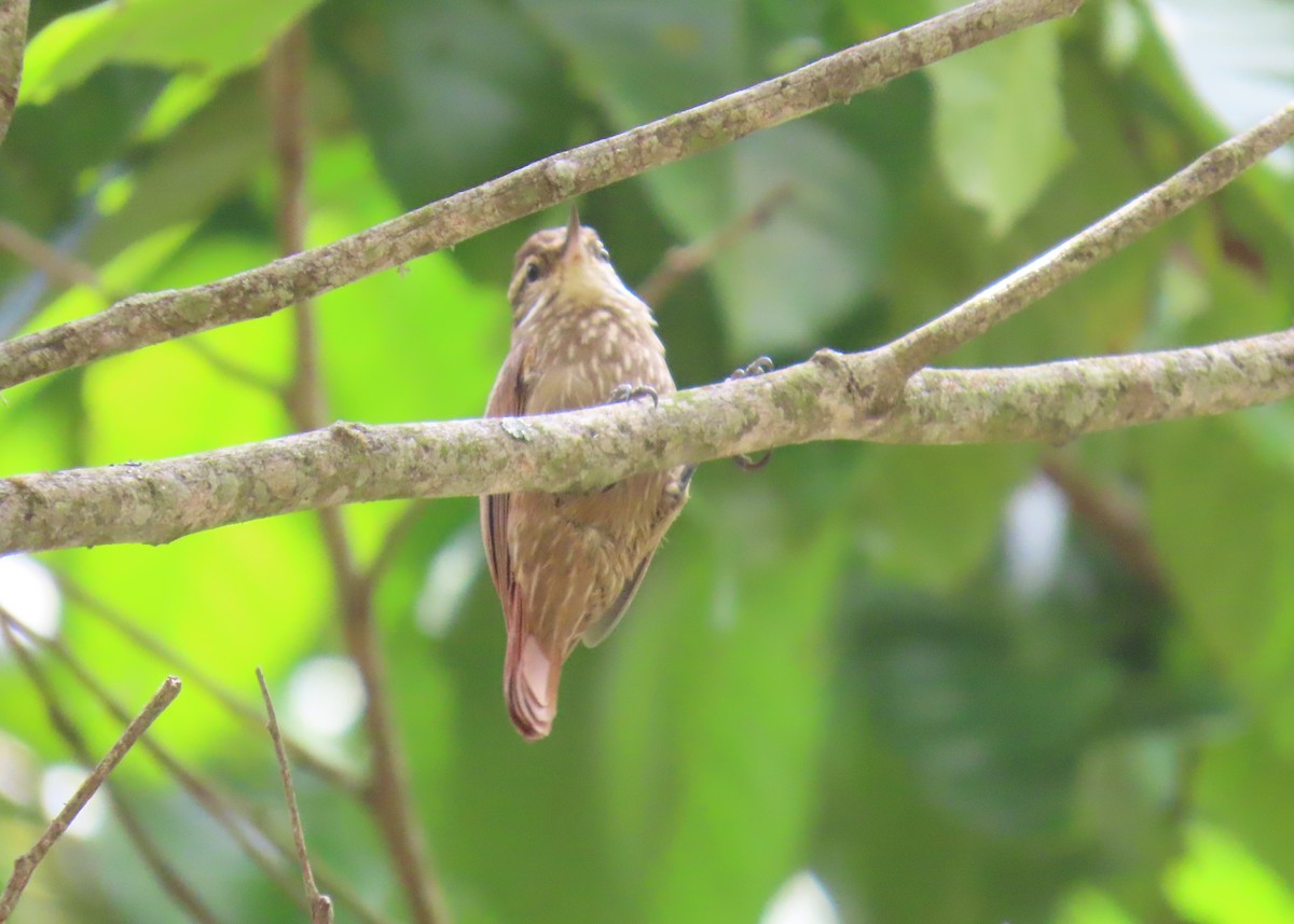 Streaked Xenops - ML631185707