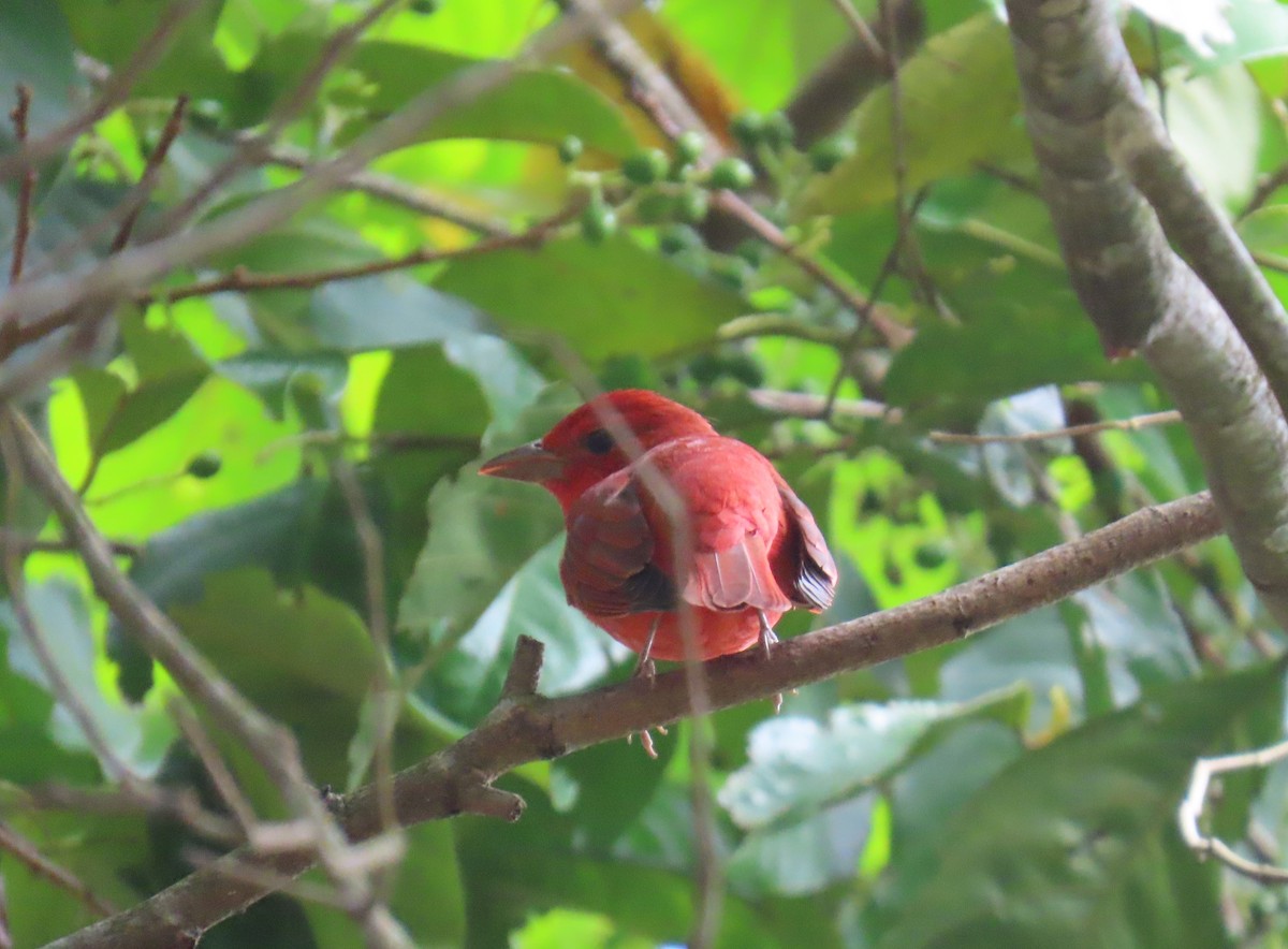 Summer Tanager - ML631185719
