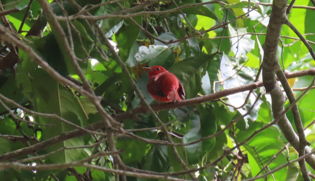 Summer Tanager - ML631185720